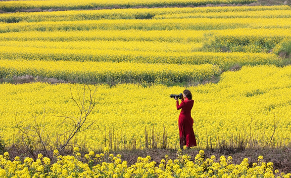 油菜花 摄影师