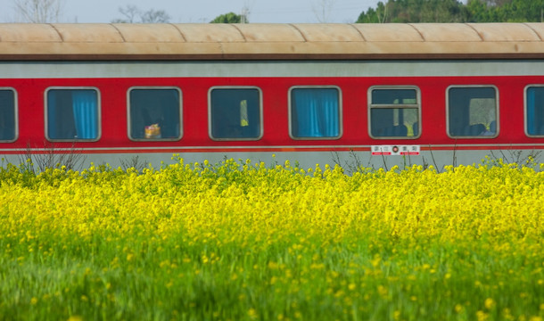 油菜花 火车