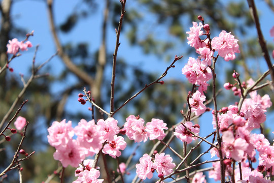 桃花开