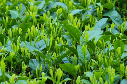 茶叶背景 绿茶背景 龙井茶