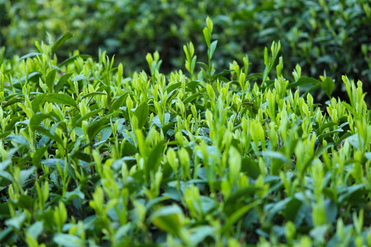 茶叶背景 绿茶背景 龙井茶