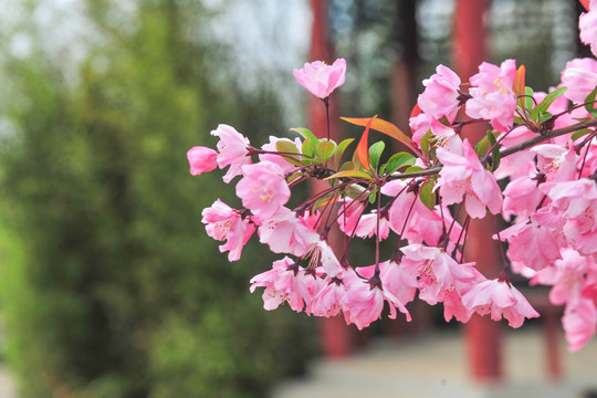 海棠花开