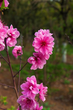 桃花