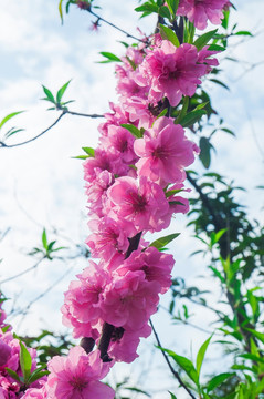 桃花