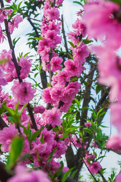桃花