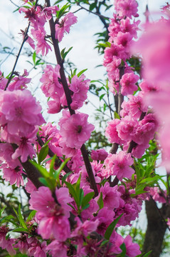 桃花