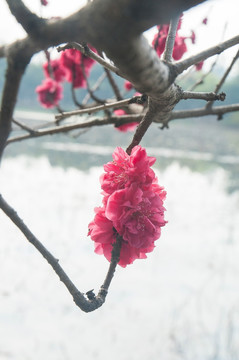春天
