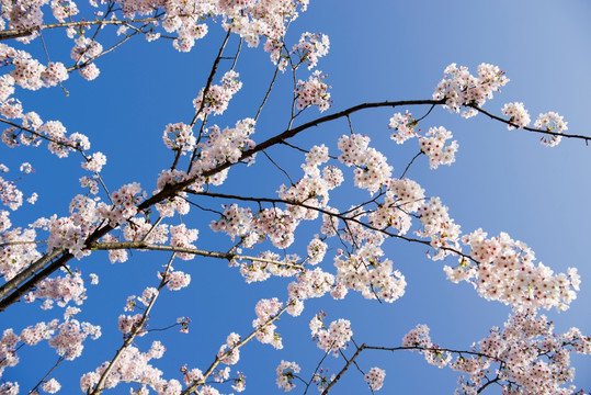 白色樱花特写