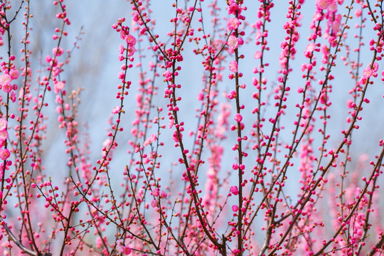 粉红梅花