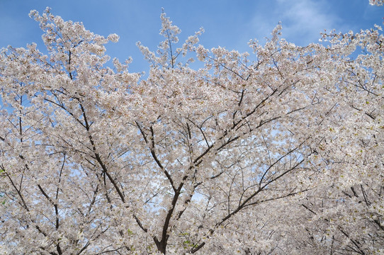 北京玉渊潭公园樱花节