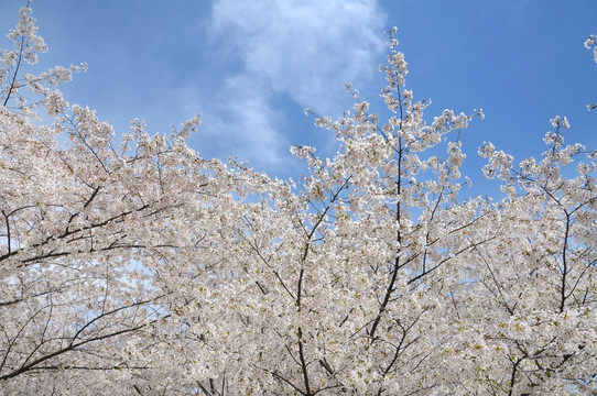 北京玉渊潭公园樱花节