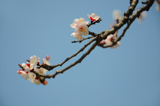 盛开的杏花