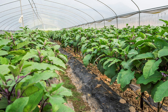 大棚茄子生产 绿色蔬菜基地