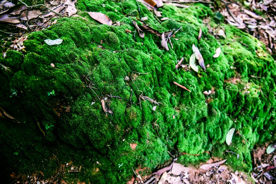 天然绿色苔藓