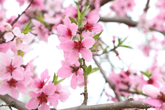 桃花开