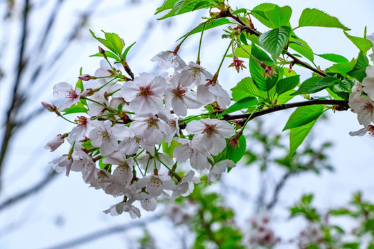 樱花素材下载