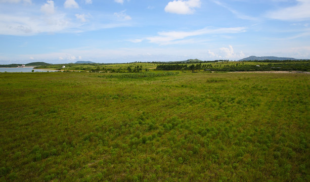草地 草坪