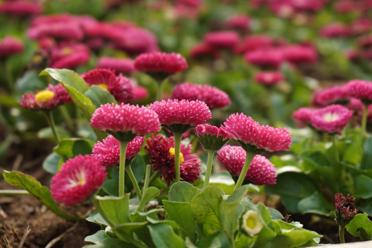 雏菊