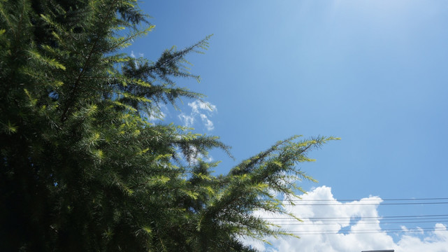 政府前松树