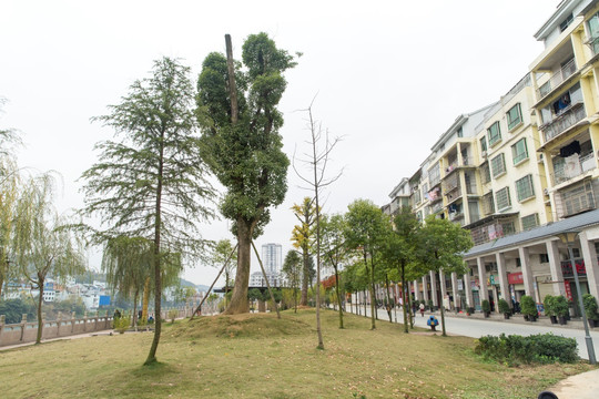 岑巩绿化工程