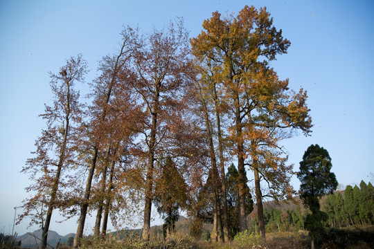 塔山大古树