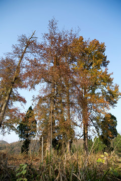 塔山村古树