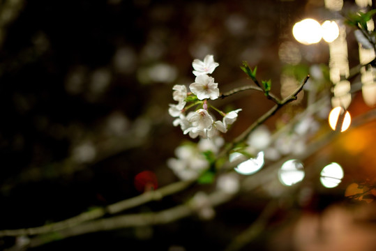 夜晚的白色樱花