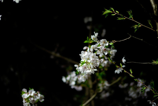 白色路灯光下的白色樱花