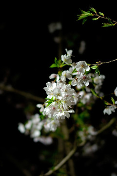 夜色中的樱花 白色樱花