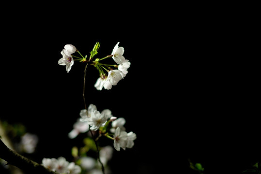 白色樱花 暗色背景