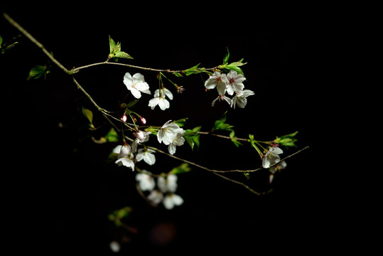 夜晚的樱花 白色花瓣