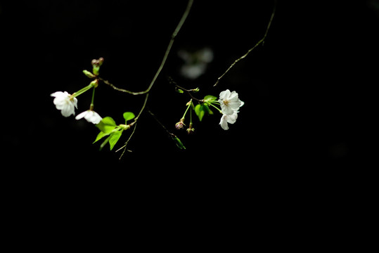 黑夜中的白色山樱花