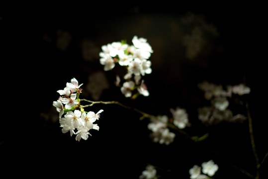 白色路灯光下的白色樱花