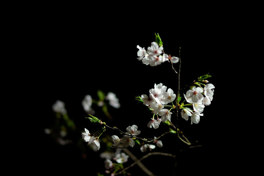 夜晚的白色樱花