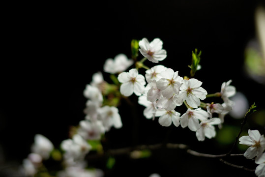 白色樱花 暗色背景