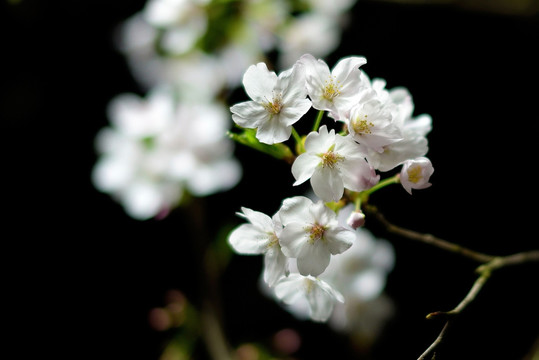 夜晚的樱花 白色花瓣