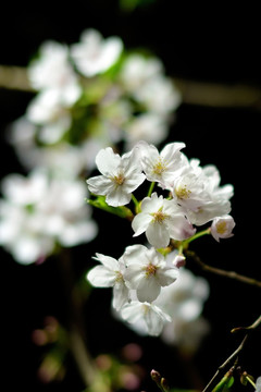 夜色中的樱花 白色樱花