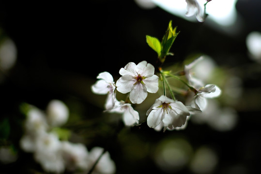白色樱花 黑色背景