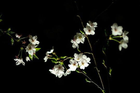 路灯下的白色樱花