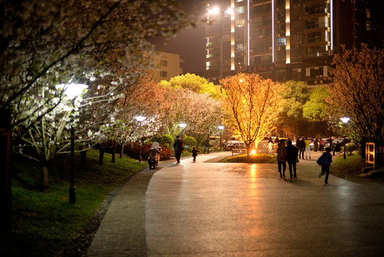 金华国际友城公园樱花夜景