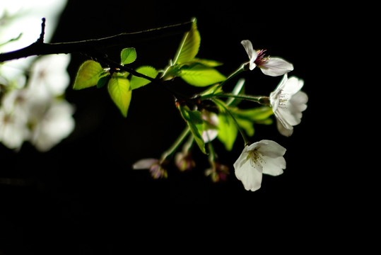 黑夜中的白色山樱花