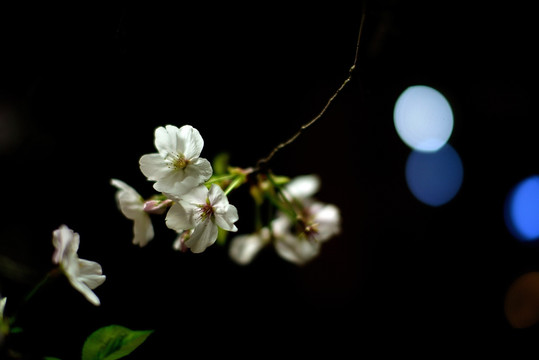 白色樱花 暗色背景