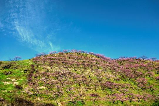 金华源东乡桃花源景区 桃花山