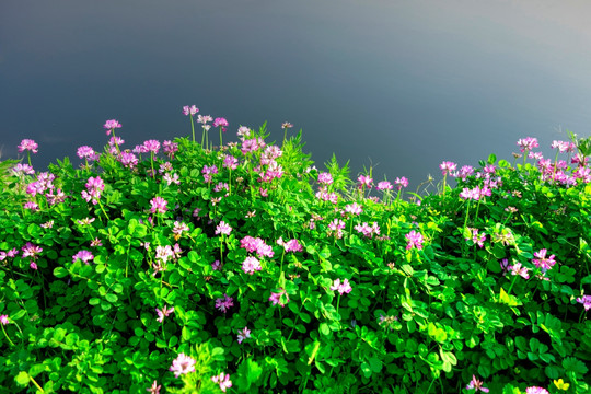 紫云英 红花草