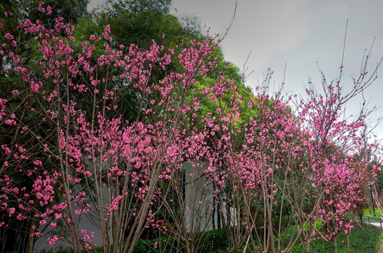 金华金龙湾公园 桃花