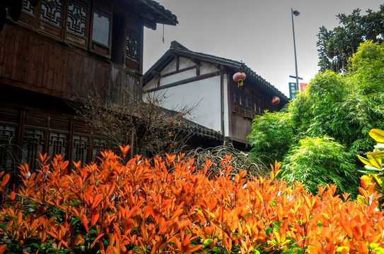 嘉兴月河古镇古建筑植物