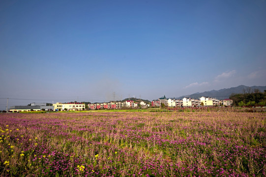 浙江兰溪岩头村 紫云英