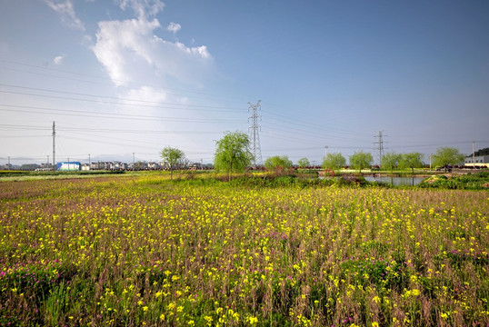 浙江兰溪岩头村 油菜花田