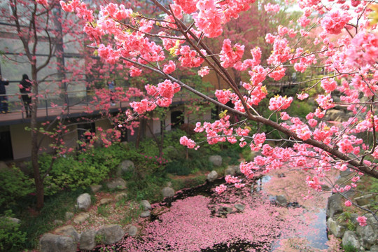 樱花