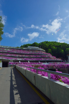 三角梅天空蓝植物jpg高清